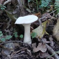 Pilze_31