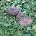 Pilze_38