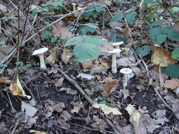 pilz030.jpg