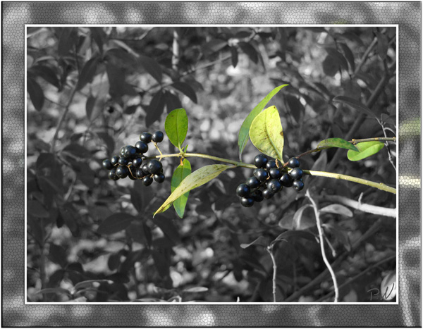 Color Key - Beeren 1